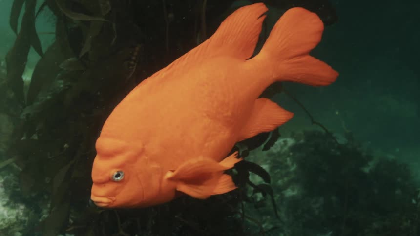 Orange fish swimming among seaweed in the ocean