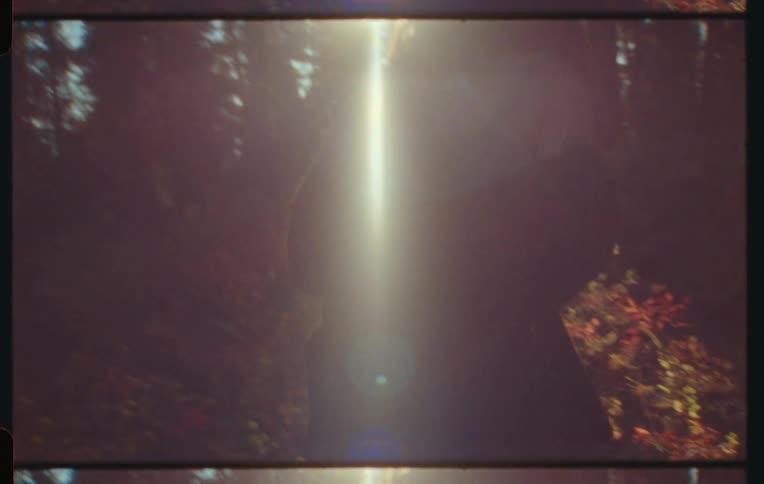 The back of a woman who is walking in a forest with pine trees and there is strong sunlight