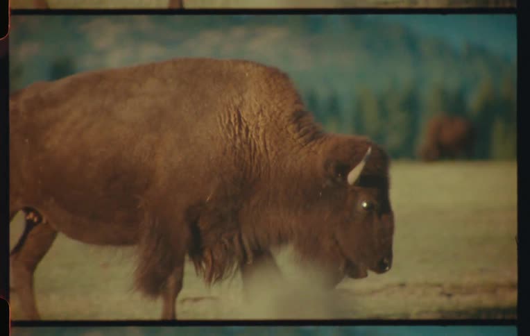 Brown bison in an open field with trees in the background