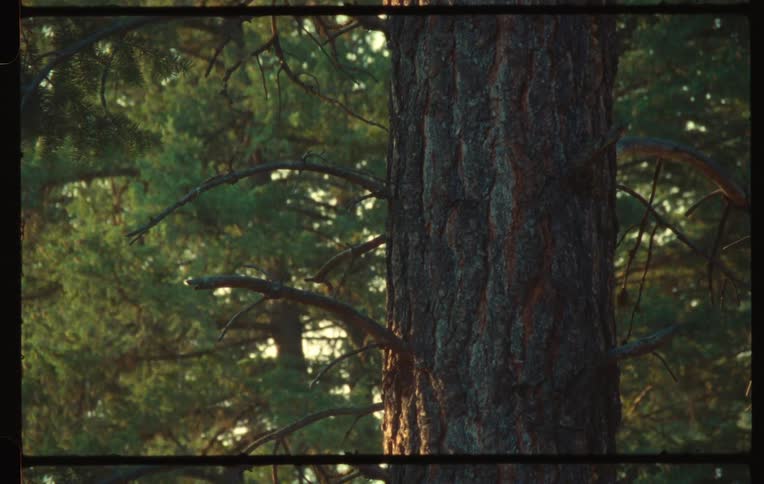 The textured bark of a large pine tree trunk with branches against a background of other evergreens