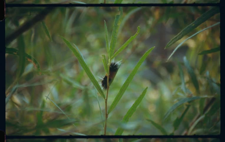 Insect with predominantly black coloration on the leaf of a plant
