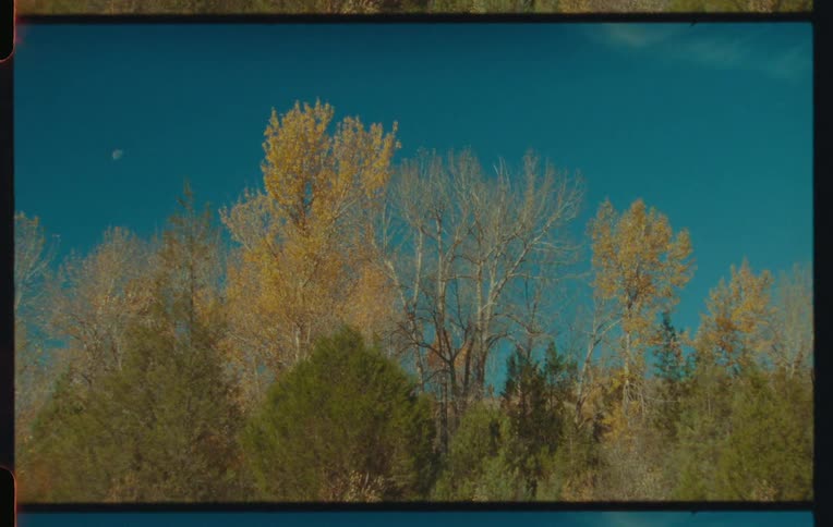 Several fall trees