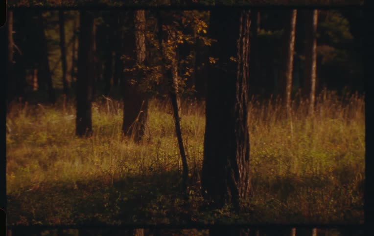 A person walking in a forest with tall beige grass