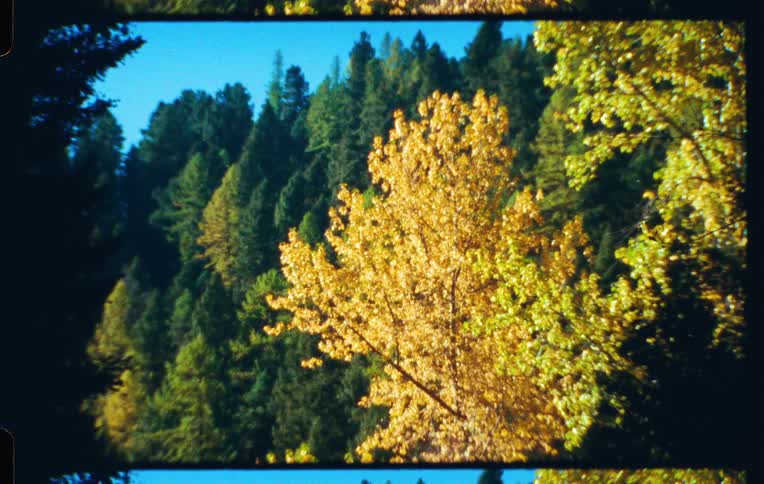Lake surrounded by dense coniferous forest