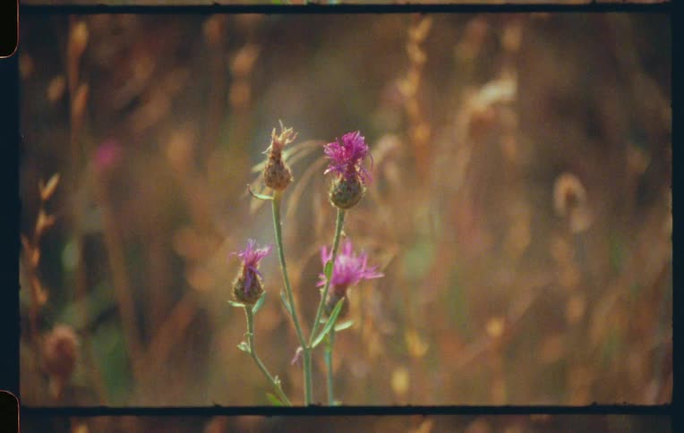 Pink flower in the middle of a blurred background with sun reflection