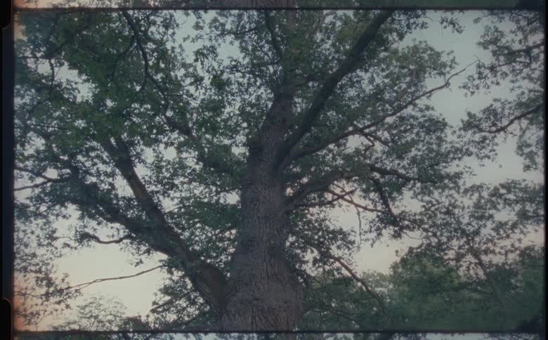 Large tree in a natural environment with a hole in the base of the trunk