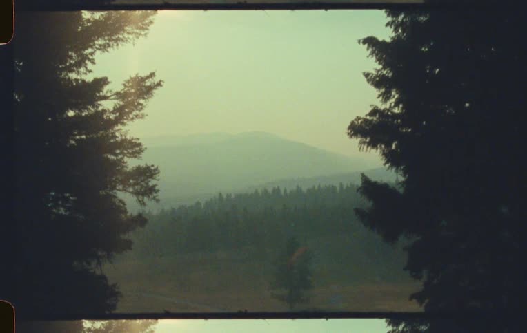 A pine forest on a hill seen through a gap between two pine trees
