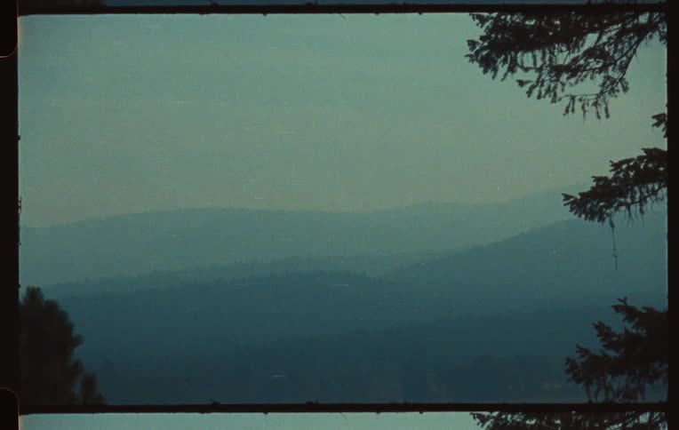 Conifer trees stand near mountains covered in dense fog