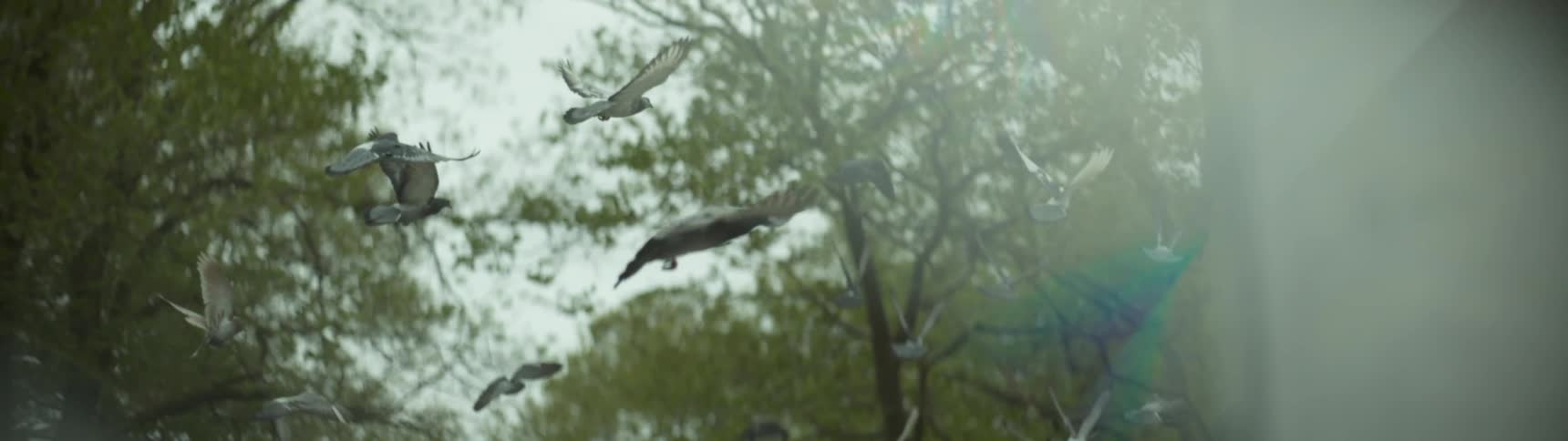 Many pigeons flying around near trees