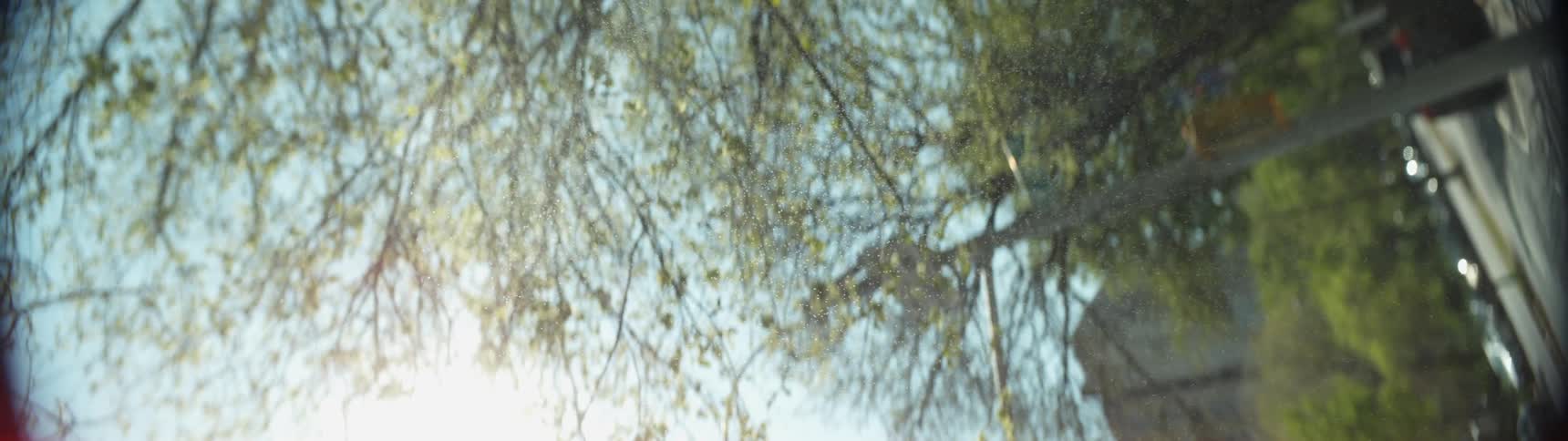 Pollen is floating in the air near a tree in bright sunshine