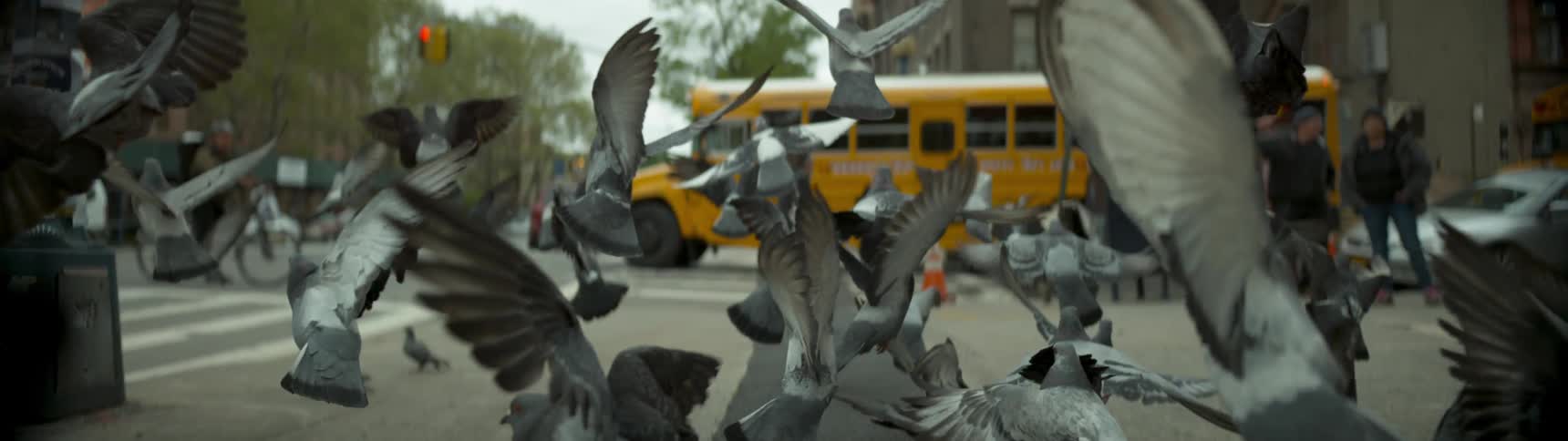 Pigeons jump and fly in the air near a school bus