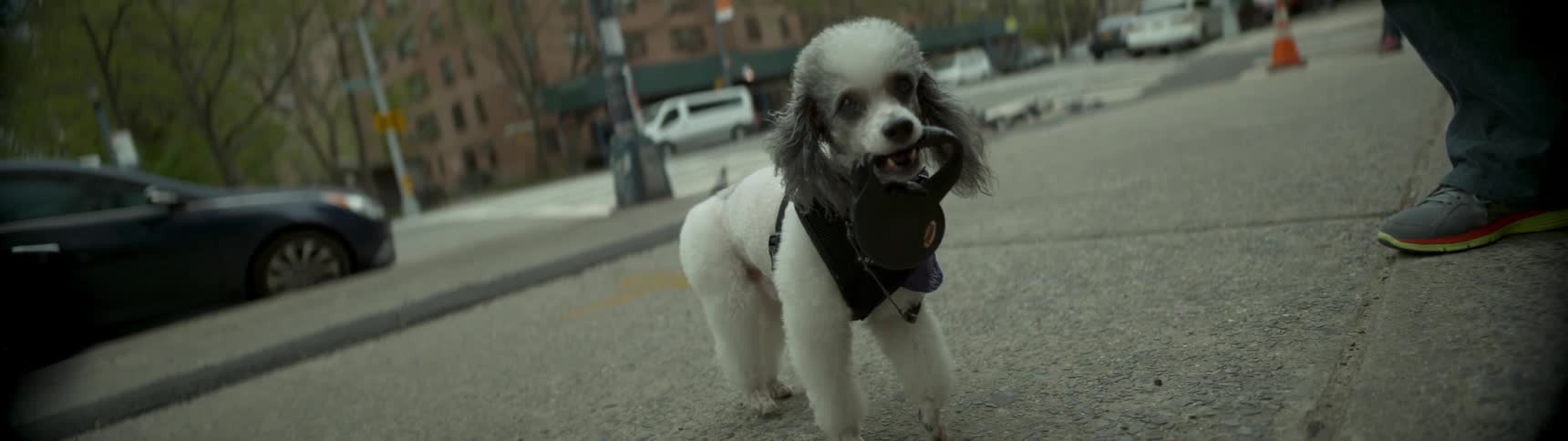 A dog holds its retractable leash in its mouth on a city sidewalk