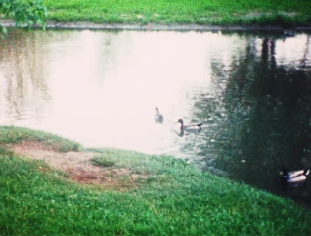Ducks swimming in a pond with lush green grass on the shore