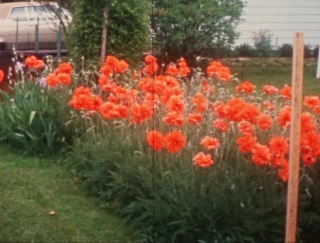Red tulips are planted outside a house