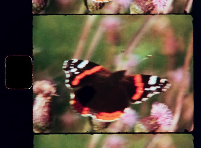 A butterfly is perched on the flower