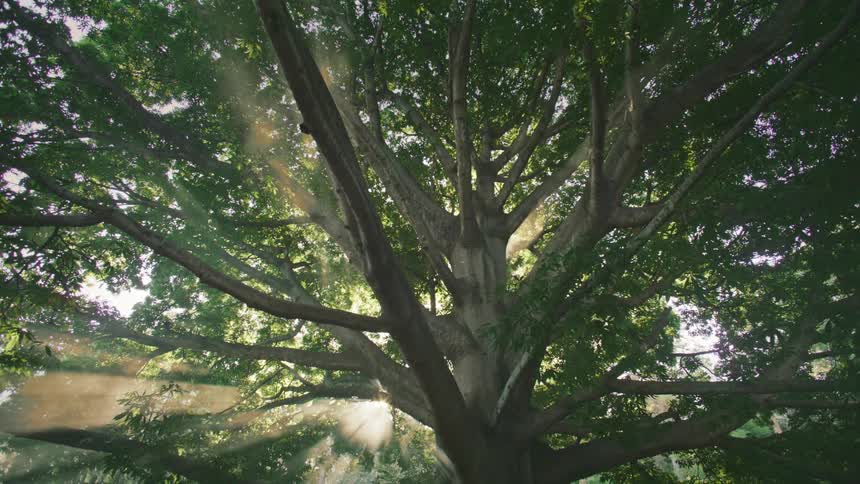 View up a tree with green leaves and the reflection of the sun