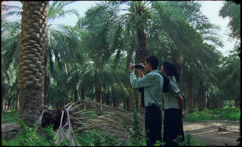 A couple standing in a palm tree plantation with one person holding a camera and the other standing close behind