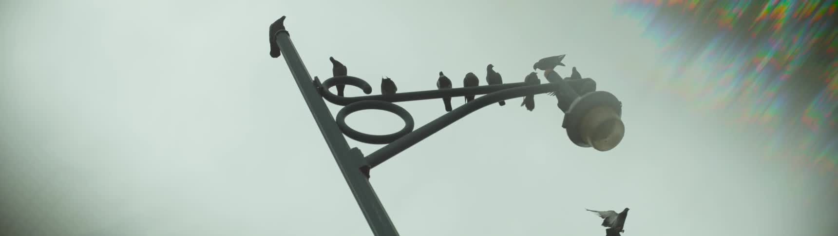 Pigeons line up atop a lamp post