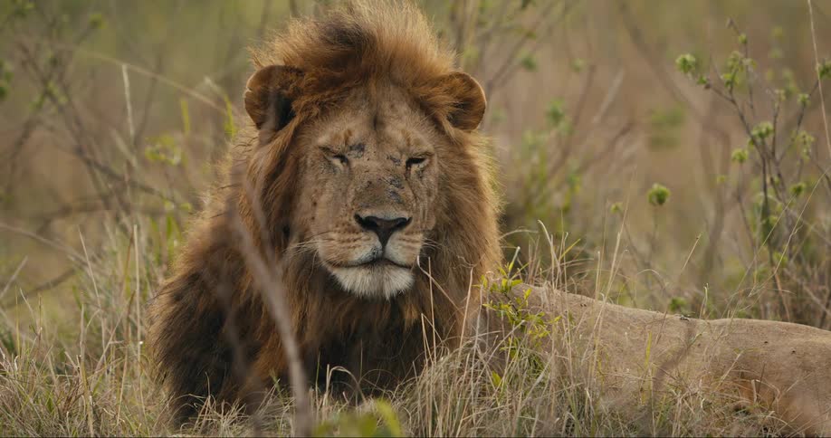 A lion lays in the tall grass