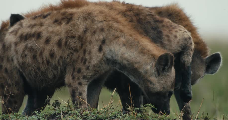 Hyenas cheering each other