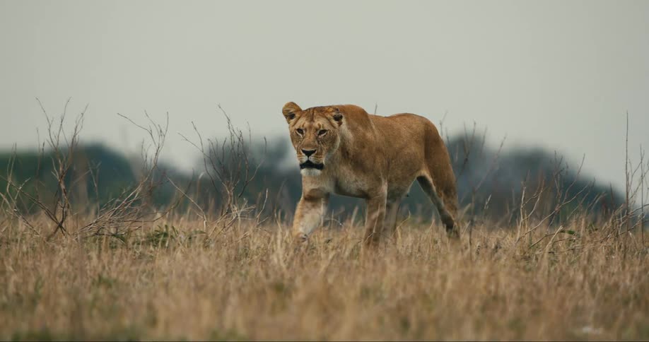 A lioness strides through a golden savanna her gaze fixed on the horizon