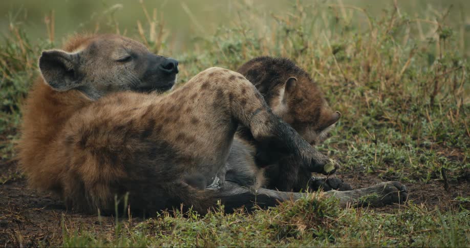 Baby hyena nursing on mother lying down in the jungle