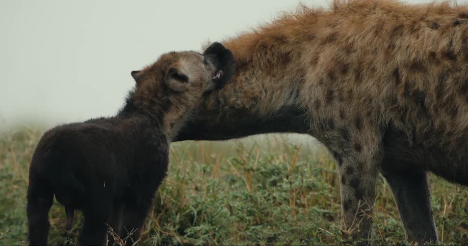 A spotted hyena nuzzles a small dark colored cub