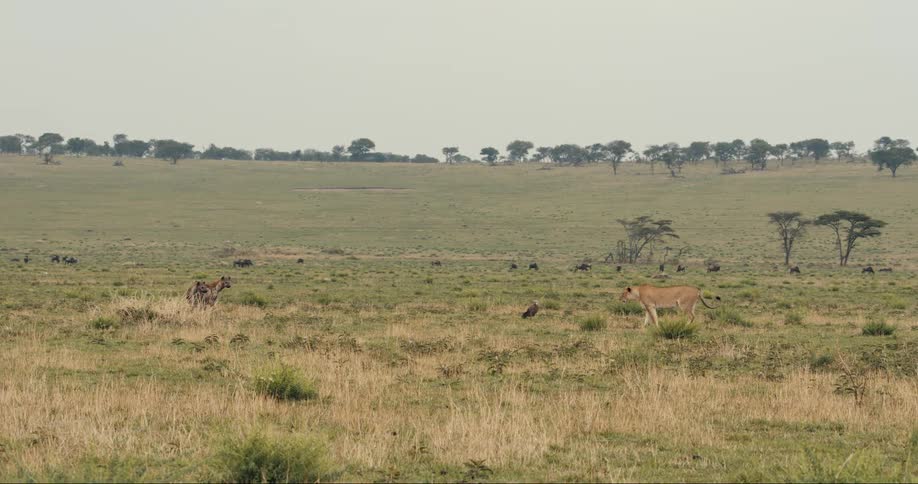 Landscape of a jungle with a lion walking towards a small group of hyenas