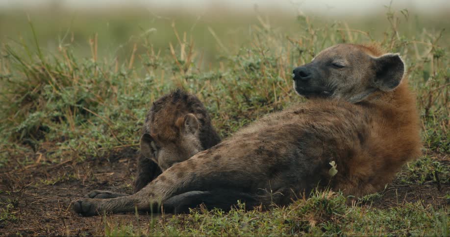 Baby hyena stands while its mother lies down on the savanna during the day