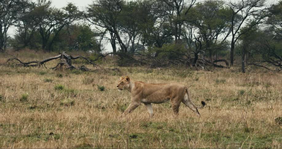 A lioness walks in the wild