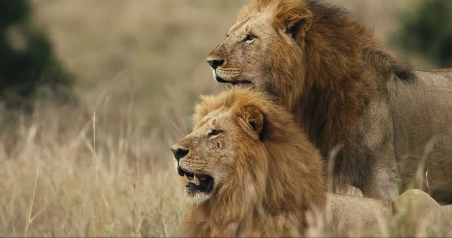 Lions lay in the grass resting