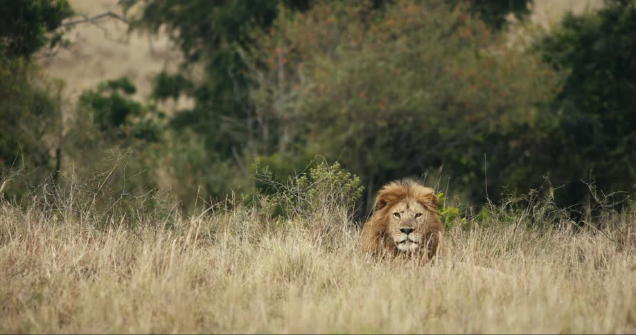 A lion lays in the tall grass