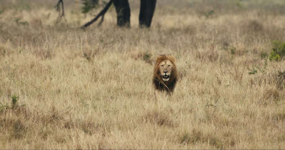 A clip of a lion in the jungle
