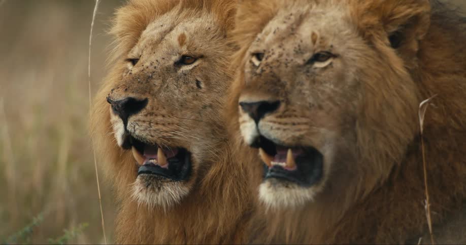 Face of two lying lions