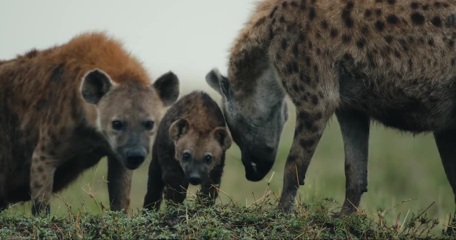 A family of hyenas