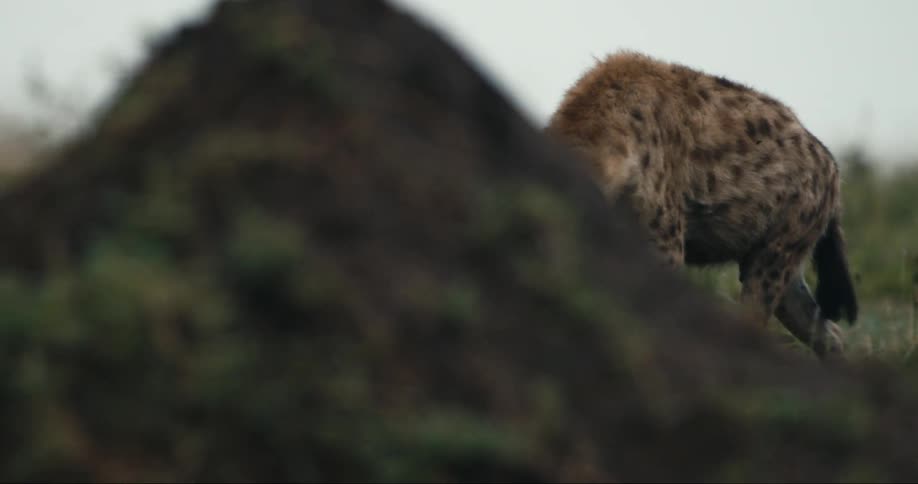 A spotted hyena cautiously navigates through the tall grass of the african savanna