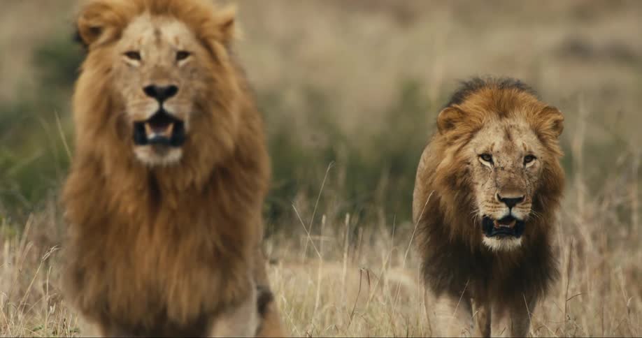 A clip of a lion in the jungle