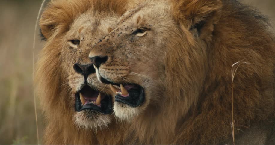 Two lions face with mouths slightly open revealing sharp teeth and a powerful presence