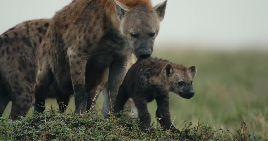 A hyena licks its babies fur