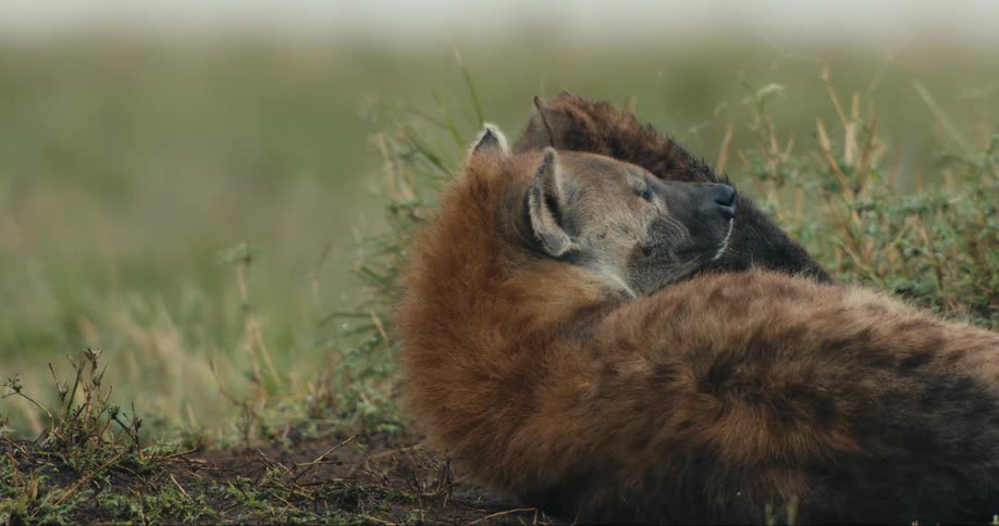 Three wild wild dogs in the savanna