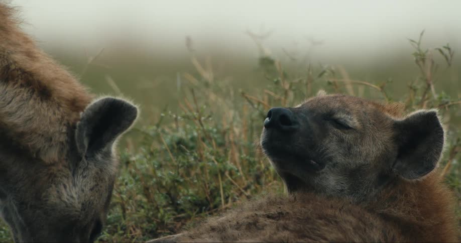 Two hyena are resting in the grass