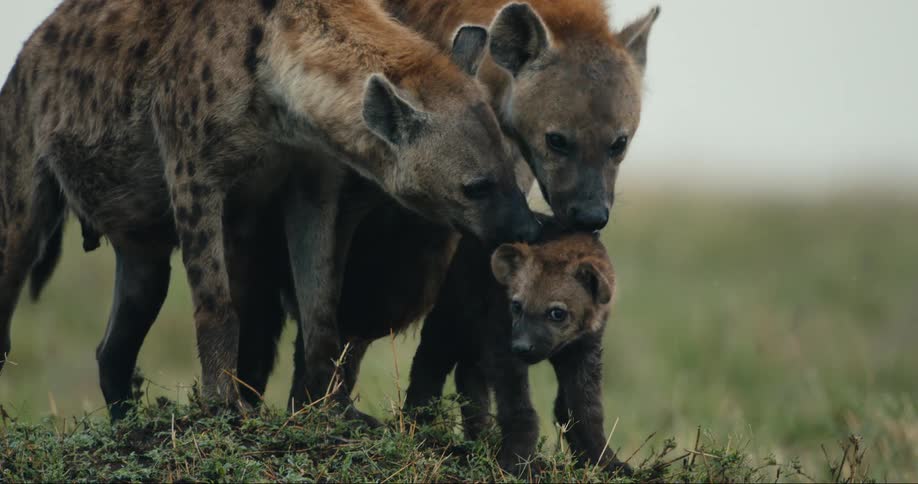 Hyenas lick and groom a baby hyena