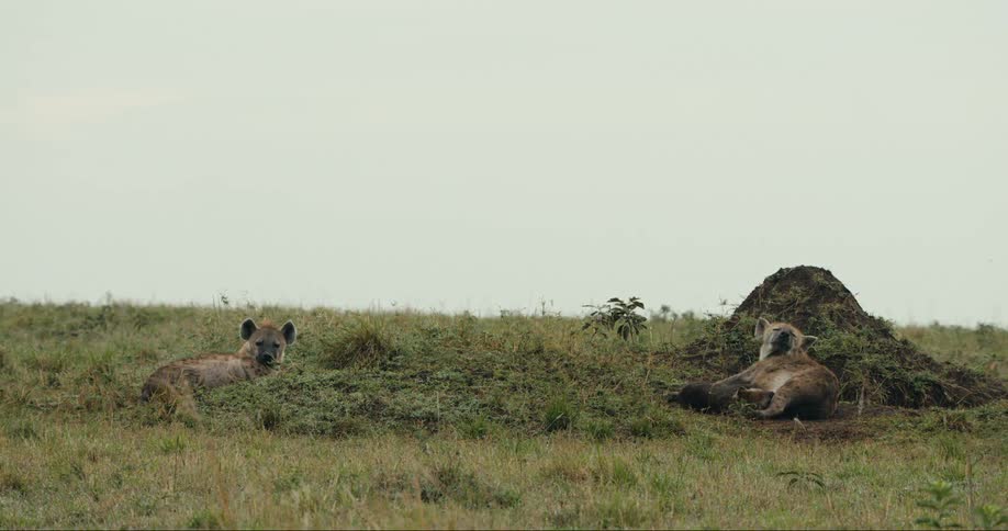 A couple hyenas lay about