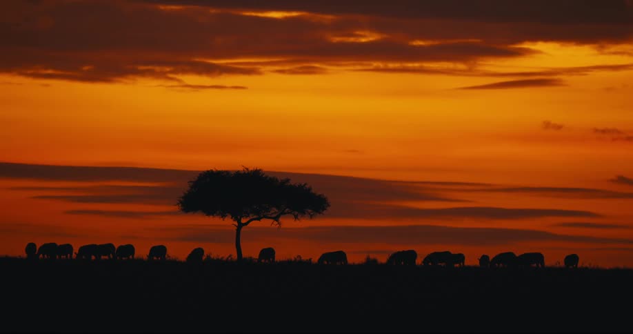 A dawn clip of a jungle