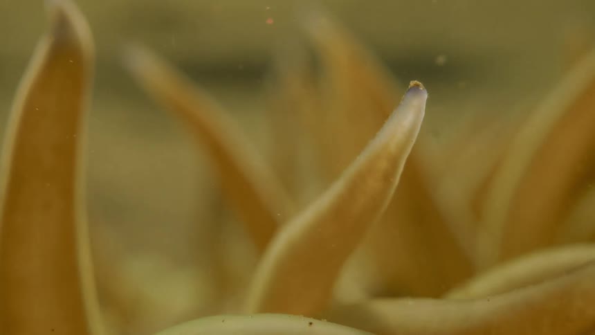 Yellow aquatic leaves submerged in water