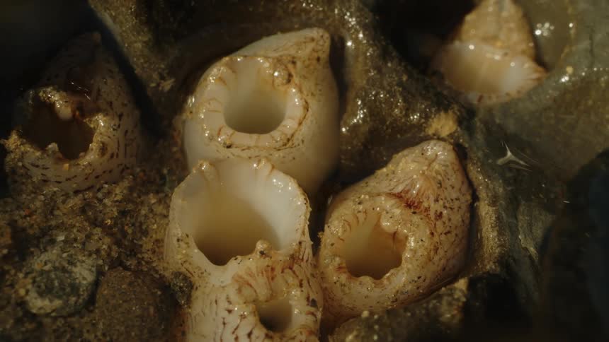 Several barnacles clinging to a rock their shells open and revealing their feathery appendages