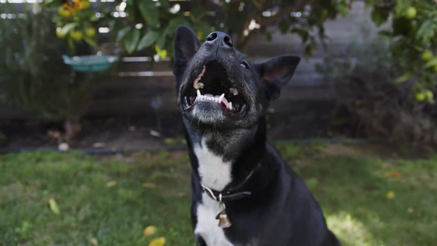 A dog is panting in the yard