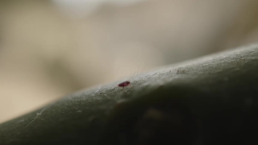 A bug is crawling on the surface