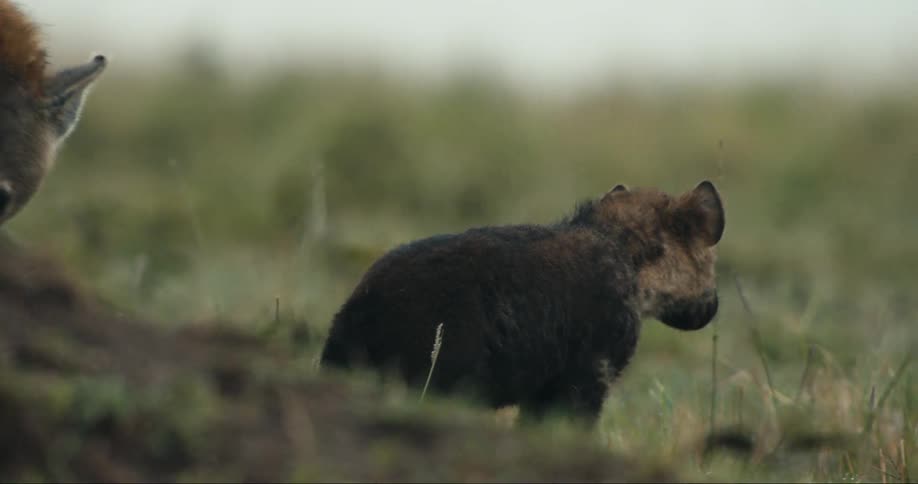 A baby hyena is walking on the ground while sniffing it and then starts looking forward
