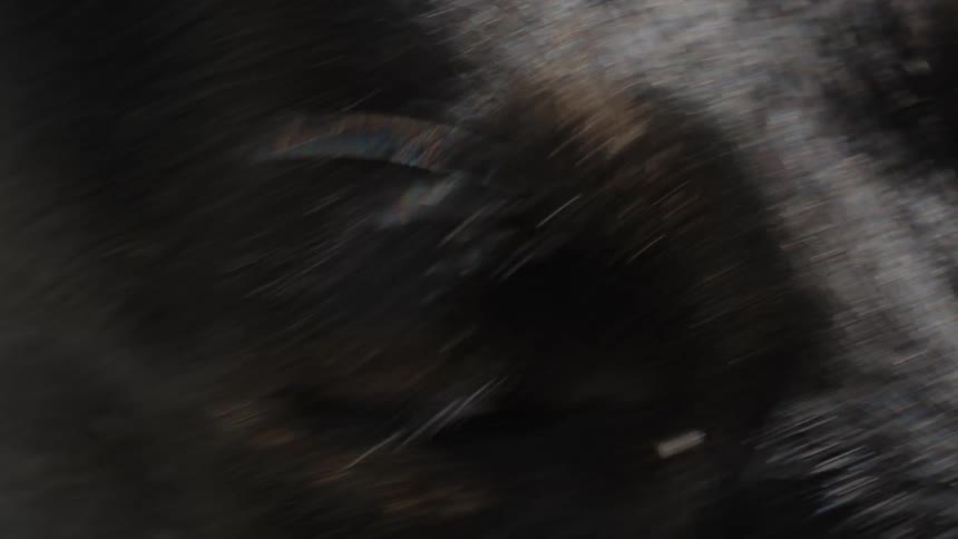 Closeup of the eyes of a blackfurred animal